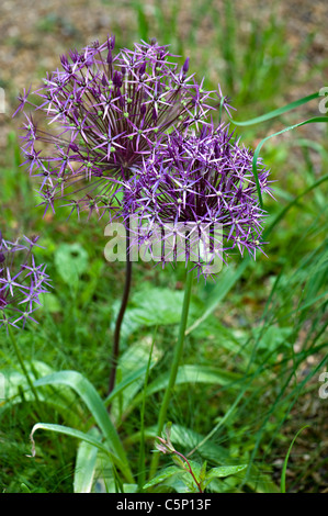 L'allium Christophii fleurs Banque D'Images