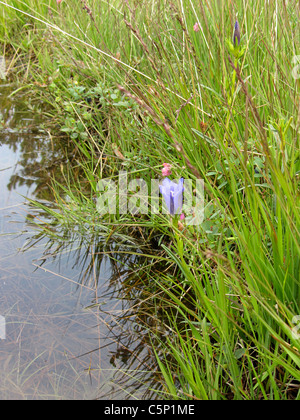 Gentiane des marais (Gentiana pneumonanthe) poussant le long d'une piste inondée, Romo, Jutland, Danemark Banque D'Images