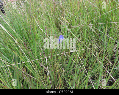 Gentiane des marais (Gentiana pneumonanthe) croissant au milieu d'herbes Banque D'Images