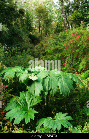 La rhubarbe chilienne (Gunnera tinctoria Mirb.) dans la forêt tropicale, Parc National Pumalin, Chili, Amérique du Sud Banque D'Images