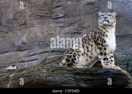 Les léopards nom latin Panthera uncia Banque D'Images
