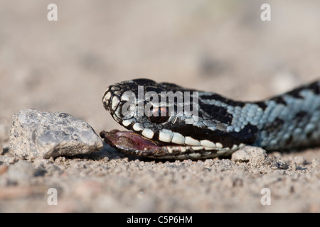 Un serpent mort sur la route Banque D'Images