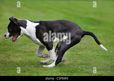 American Staffordshire terrier (Canis lupus familiaris) s'exécutant sur pelouse au jardin Banque D'Images