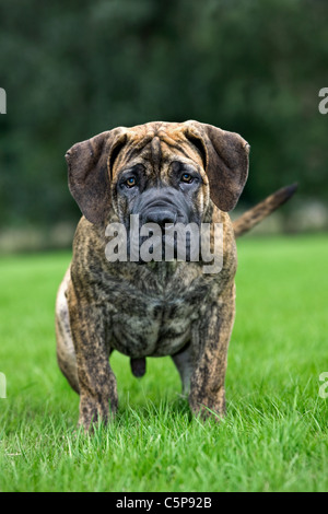 Boerboel (Canis lupus familiaris) chiot dans jardin, race autochtone de l'Afrique du Sud Banque D'Images