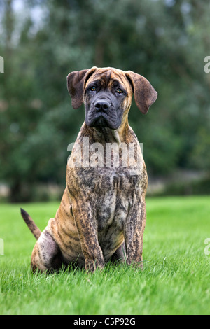 Boerboel (Canis lupus familiaris) chiot dans jardin, race autochtone de l'Afrique du Sud Banque D'Images