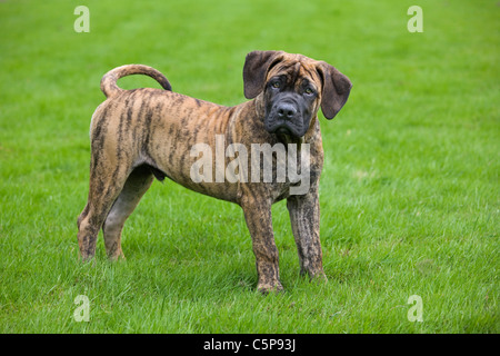 Boerboel (Canis lupus familiaris) chiot dans jardin, race autochtone de l'Afrique du Sud Banque D'Images