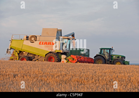 La récolte d'orge, Suffolk, UK. Banque D'Images