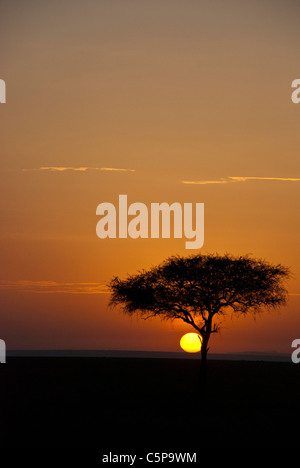Un acacia à l'aube dans la Masai Mara National Reserve, Kenya, Africa Banque D'Images