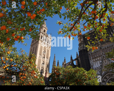 La Giralda à Séville, entouré d'orangers. Banque D'Images