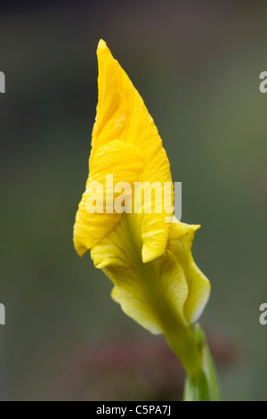 Iris pseudacorus Iris ; drapeau ; en bouton Banque D'Images