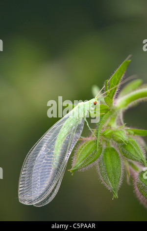 La chrysope Chrysoperla carnea vert ; ; sur la plante ; Cornwall, UK Banque D'Images