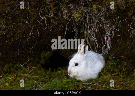 Lièvre, Lepus timidus, Parc National de Cairngorms, en Écosse, Royaume-Uni Banque D'Images