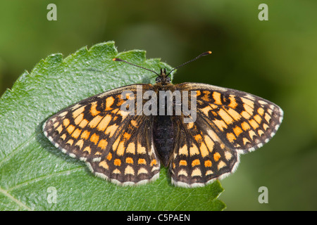 Heath Fritillary Mellicta athalia ; Papillon ; on leaf, Cornwall, UK Banque D'Images