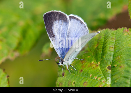 Holly Blue Butterfly ; Celastrina argiolus, Cornwall, UK Banque D'Images