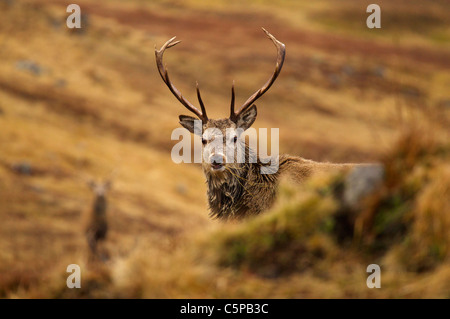 Red Deer stag, Cervus elaphus, dans le champ, le Parc National de Cairngorms, en Écosse, Royaume-Uni Banque D'Images