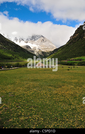 Luorong pâturage. Daocheng Yading Nature Reserve, Sichuan, Chine. Banque D'Images