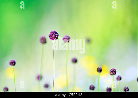 Fleurs violettes sur terrain Banque D'Images