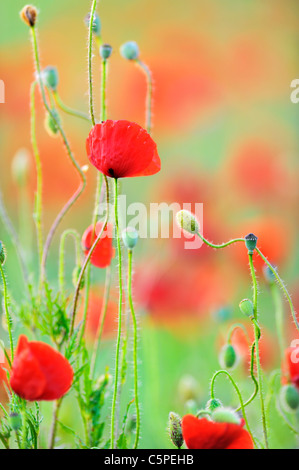 Champ de coquelicots Banque D'Images