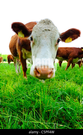 Close up et d'un grand angle vache curieux contre fond blanc, pur Banque D'Images