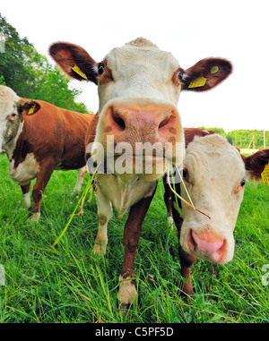 Close up et d'un grand angle vache curieux contre fond blanc, pur Banque D'Images