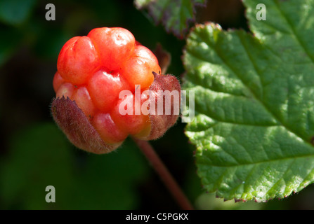 Feuilles de mûres des petits fruits sur le fond de la forêt Banque D'Images