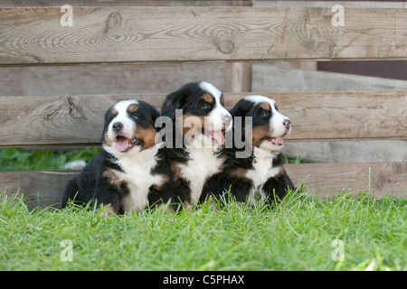 Trois chiots Bouvier Bernois portrait in garden Banque D'Images