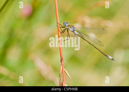 Demoiselle Lestes sponsa émeraude ( ) perché sur un roseau Banque D'Images