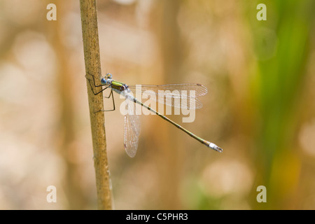 Demoiselle Lestes sponsa émeraude ( ) perché sur un roseau Banque D'Images