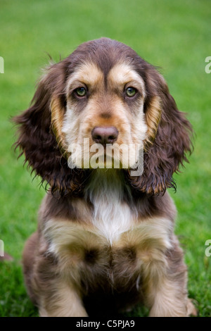 Cocker Anglais (Canis lupus familiaris) pup in garden Banque D'Images