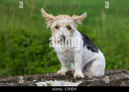 Rough-coated Jack Russell Terrier (Canis lupus familiaris) in garden Banque D'Images