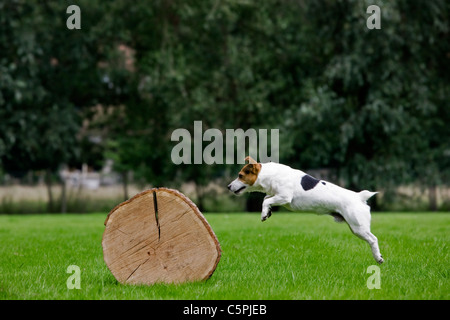 Enduit lisse Jack Russell Terrier (Canis lupus familiaris) courir et sauter sur tronc d'arbre Banque D'Images