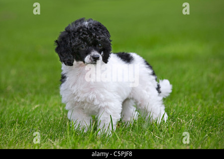 Noir et blanc / Miniature / Nain caniche nain (Canis lupus familiaris) in garden Banque D'Images