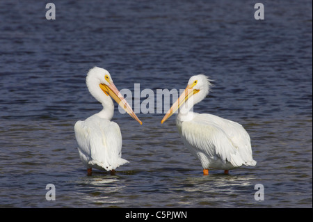 Pélican blanc Pelecanus erythrorhynchos (paire) Ding Darling NWR, Florida, USA BI001037 Banque D'Images