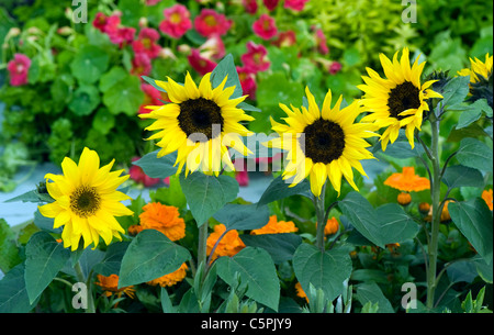 Tournesols jaunes - Helianthus annus jaune Prado Banque D'Images