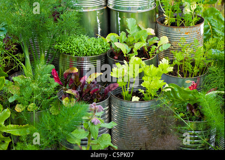 Une sélection de différentes plantes cultivées dans des boîtes en fer Banque D'Images