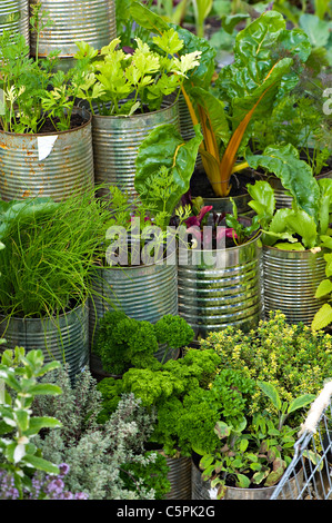 Une sélection de différentes plantes cultivées dans des boîtes en fer Banque D'Images