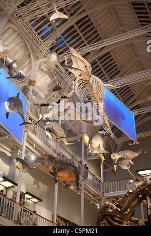 Dolphin au Musée National d'Écosse, Chambers Street, Édimbourg Banque D'Images