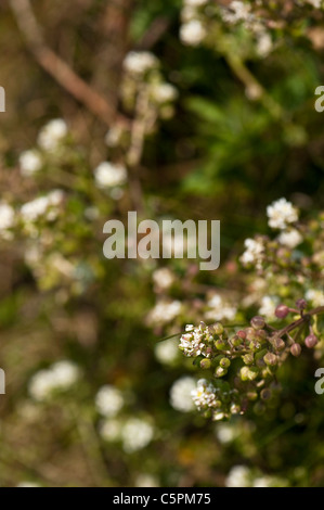 Le scorbut commune, herbe, fleurs de Cochlearia officinalis Banque D'Images