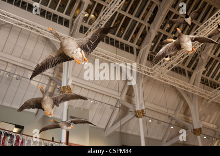 Canards au Musée National d'Écosse, Chambers Street, Édimbourg Banque D'Images