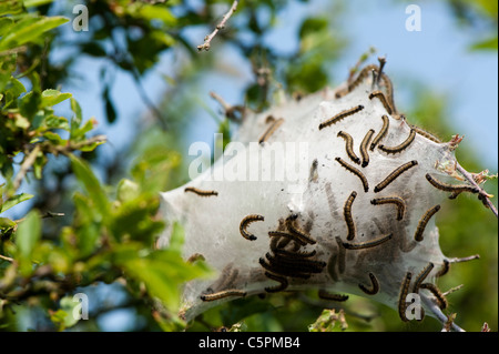 Les chenilles de papillon de laquais, Malacosoma la neustrie, la construction d'une tente de soie Banque D'Images