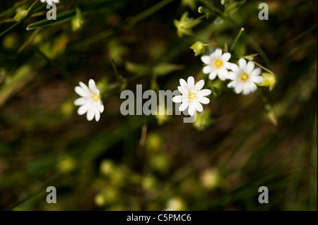 Stellaire Stellaria graminea, moindre, en fleurs Banque D'Images