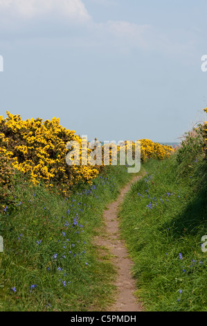 L'ajonc commun, Ulex europaeus, jacinthes et sur le chemin de la côte du Pembrokeshire, Pays de Galles, Royaume-Uni Banque D'Images