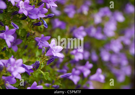 Campanula portenschlagiana, Mur ou Adria Bellflower Banque D'Images