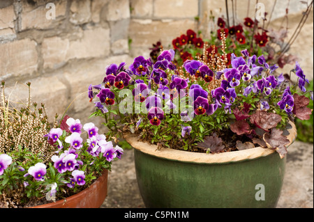 Jardin mixte contenants y compris les Viola F1 'ombres'', 'Sorbet Crème Bleuet' et 'Rose' tache Banque D'Images
