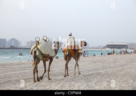 Chameaux sur la plage de Dubai, Émirats Arabes Unis Banque D'Images