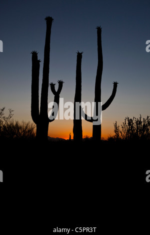 Silhouette d'une paire de cactus géant saguaro (Carnegiea gigantea) au coucher du soleil, Saguaro National Park, Tucson, Arizona, USA Banque D'Images