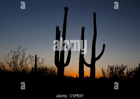 Silhouette d'une paire de cactus géant saguaro (Carnegiea gigantea) au coucher du soleil, Saguaro National Park, Tucson, Arizona, USA Banque D'Images