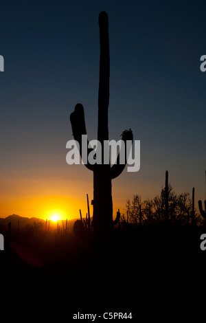 Silhouette d'un cactus géant saguaro (Carnegiea gigantea) au coucher du soleil, Saguaro National Park, Tucson, Arizona, USA Banque D'Images