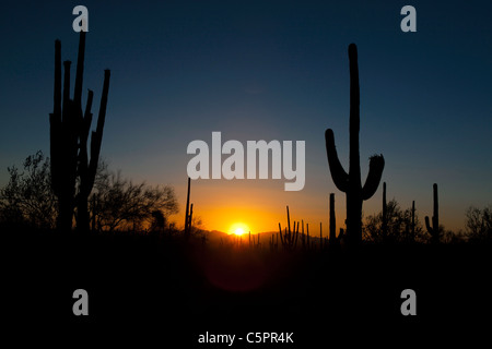 Silhouette d'une paire de cactus géant saguaro (Carnegiea gigantea) au coucher du soleil, Saguaro National Park, Tucson, Arizona, USA Banque D'Images