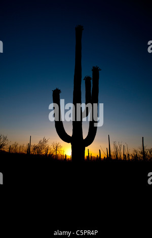 Silhouette d'un cactus géant saguaro (Carnegiea gigantea) au coucher du soleil, Saguaro National Park, Tucson, Arizona, USA Banque D'Images